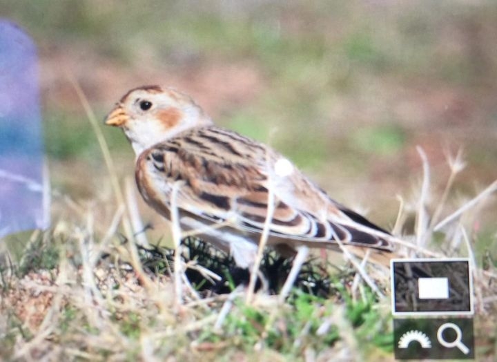 guneyden-surpriz-misafir-kaydi!