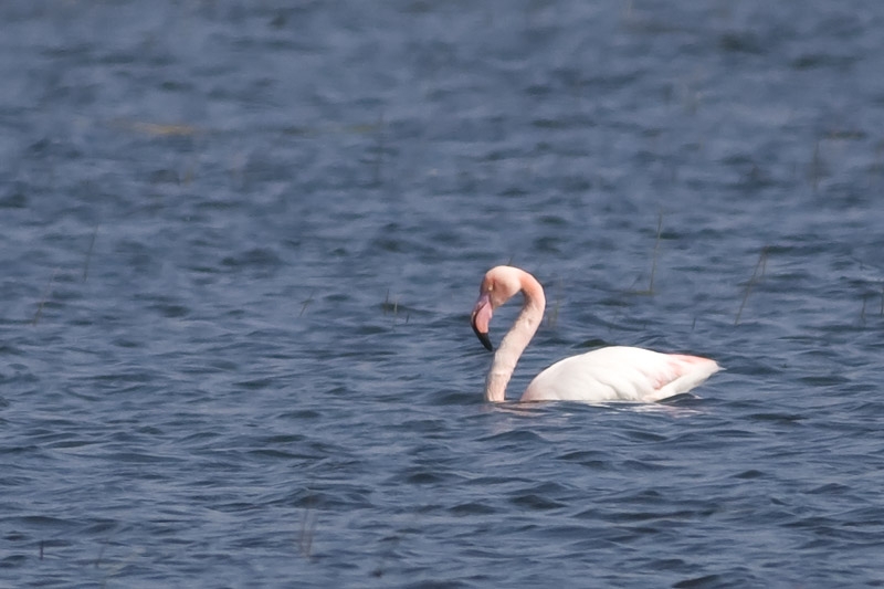 durusuda-flamingo---