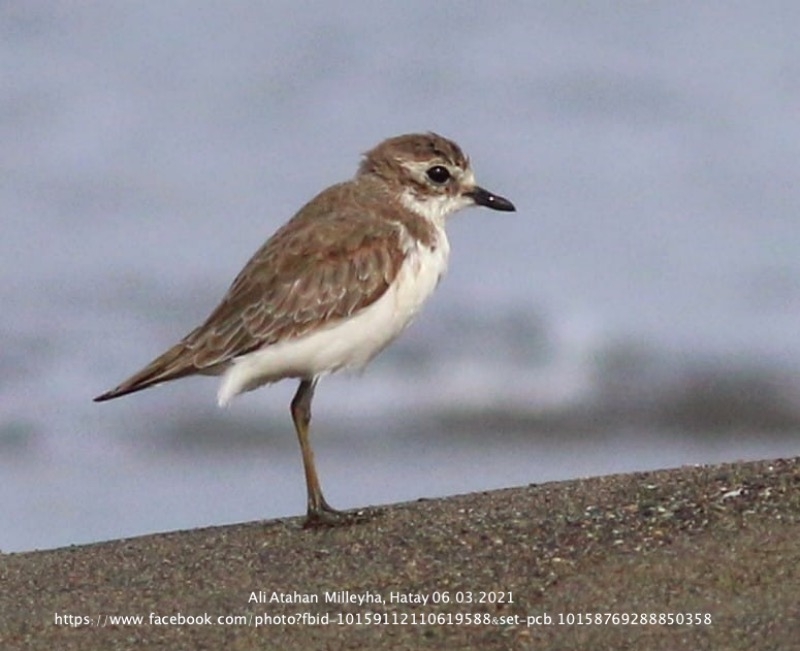 hataydan-turkiye\nin-ucuncu-mogol-cilibiti-kaydi-geldi