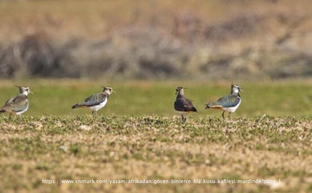 afrikadan-gocen-binlerce-kiz-kusu-kafilesi-mardinde