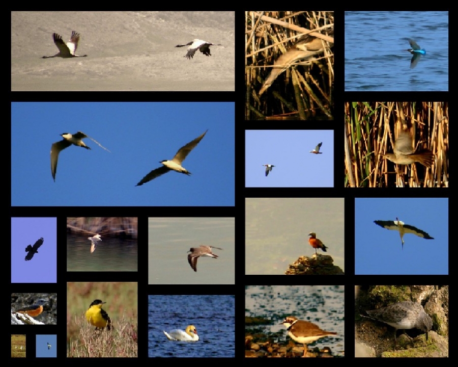 4-fethiye-kus-gozlem-gunlerinin-ardindan-