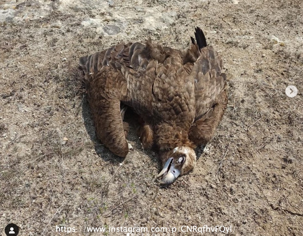 afyonkarahisarda-yedi-akbaba-zehirlenerek-oldu