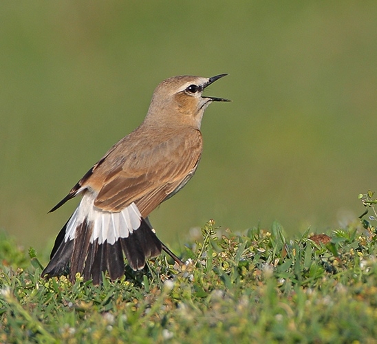 nobet-degisimi-ve-aklima-gelenler