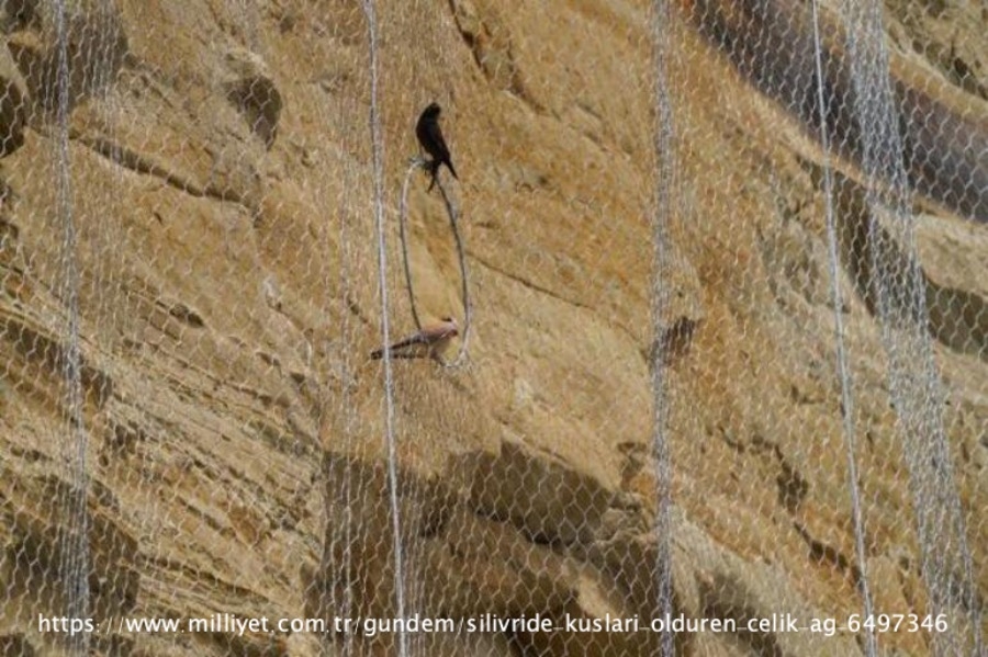 silivride-kuslari-olduren-celik-ag