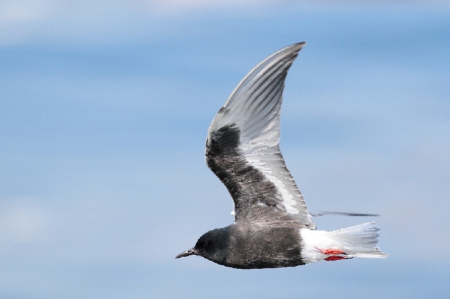 ak-kanatli-sumrular-gelmis!