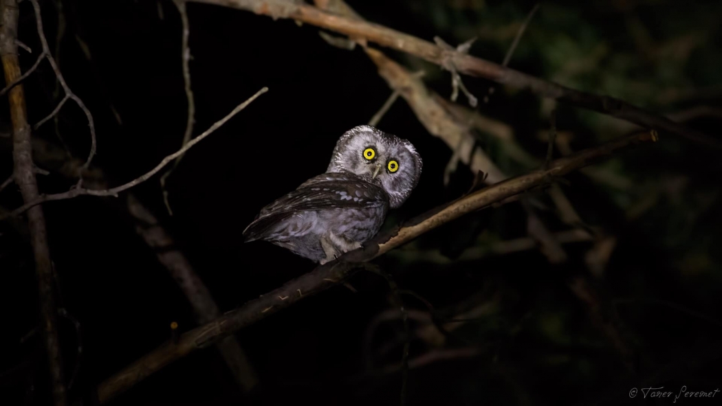 goruldugu-ucuncu-il-gumushane-oldu