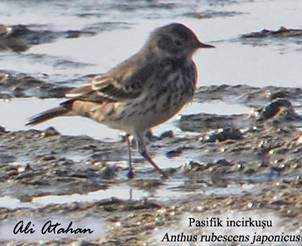 artik-465-turumuz-var---!