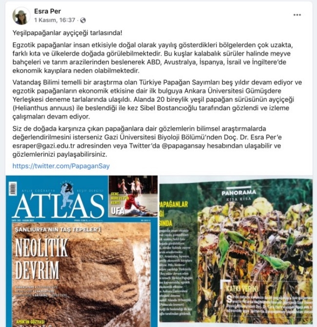 yesil-papaganlar-aycicegi-tarlasinda!
