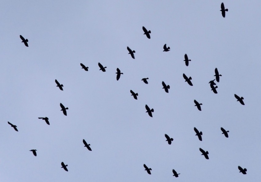 gokyuzunden-olu-kuslar-yagdi!--korkutan-uyari-turkiye\ye-hastalik-tasiyabilir