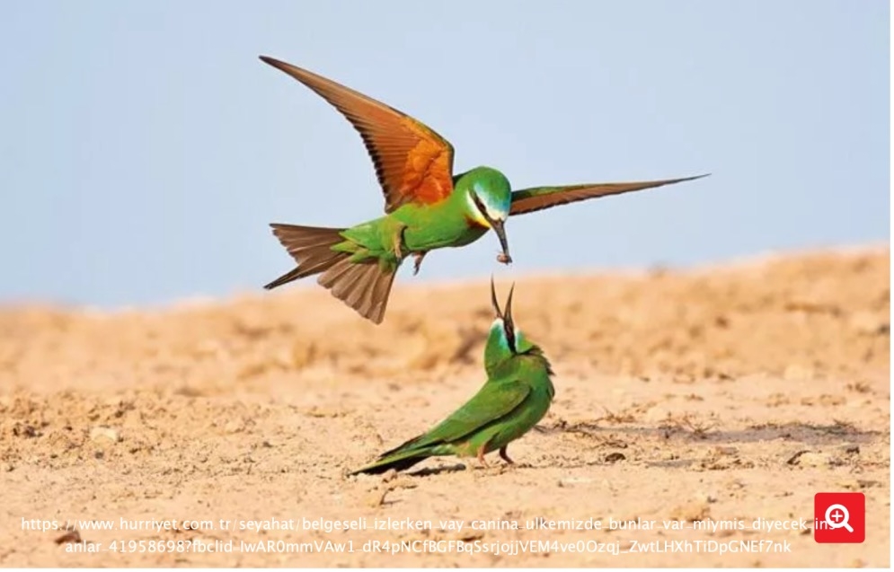 `belgeseli-izlerken-vay-canina-ulkemizde-bunlar-var-miymis-diyecek-insanlar`