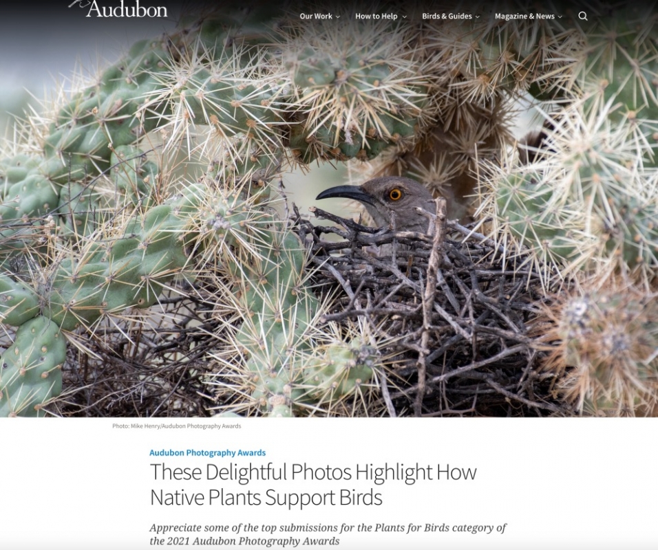 kuslar-icin-bitkiler-fotograf-yarismasindan-secmeler