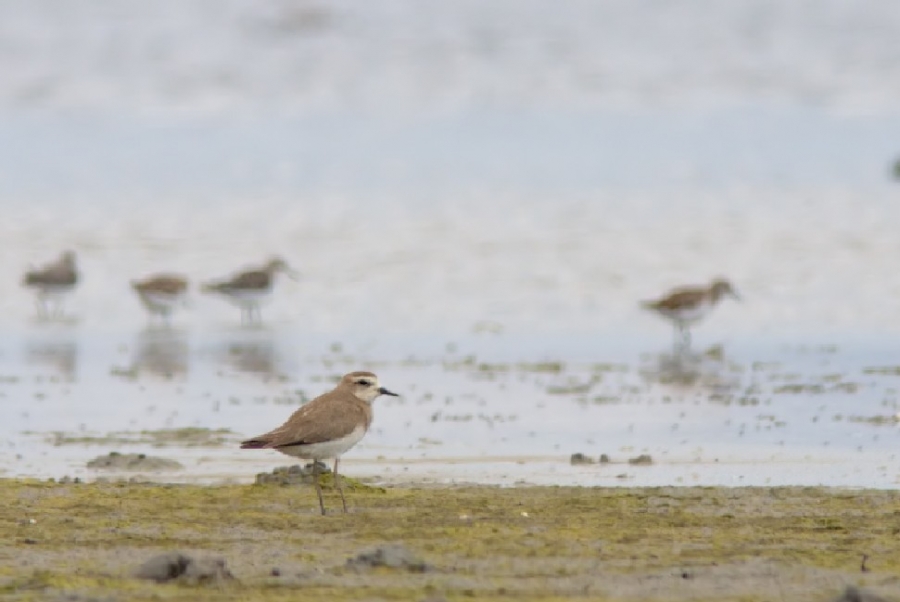 adana-tuzlada-dogu-cilibiti!