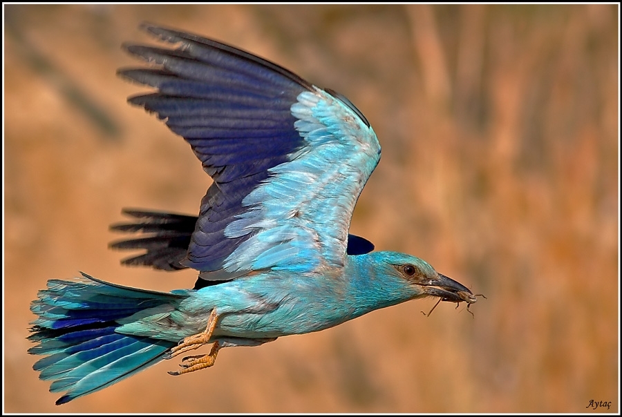 kuslarla-ilgili-tv-programlari