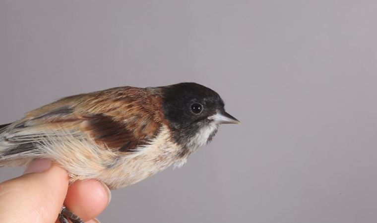 \karabasli-culha\-turkiye\de-ilk-kez-goruldu