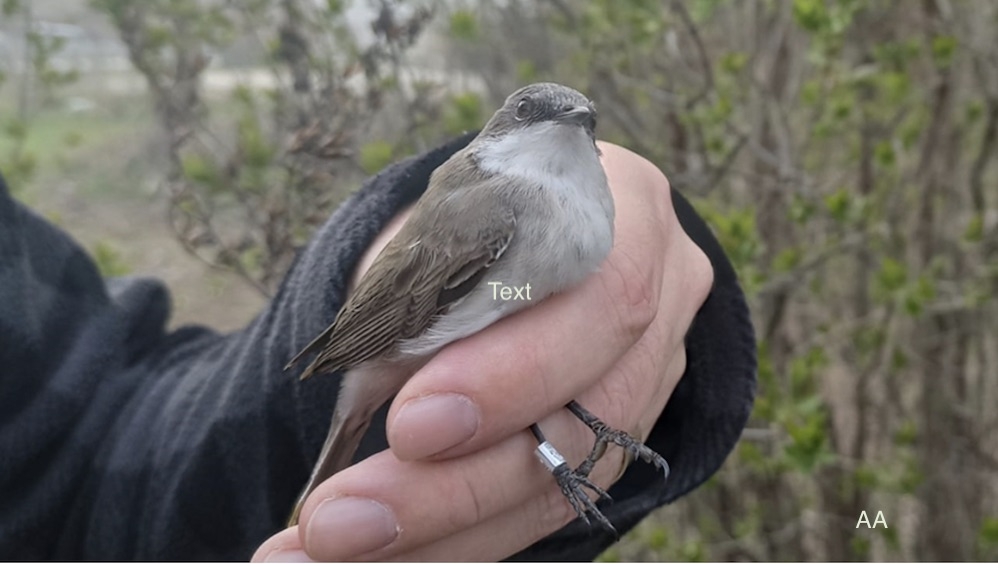 estonyada-halkalanan-otlegen-ankarada-aga-takildi