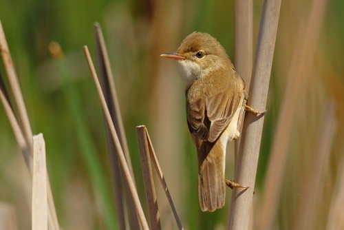 5--fotosafari-fotograf-yarismasi-sonuclari----