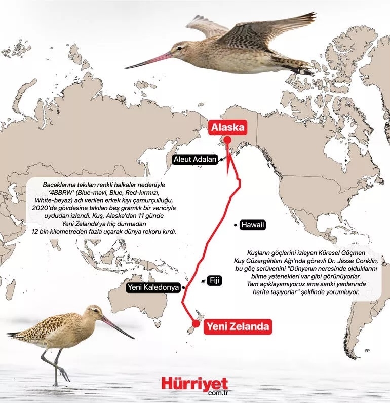 rekortmen-kus-turkiyede!-goc-guzergâhi-olmamasina-ragmen-neden-ulkemize-geldi-\sanki-ceplerinde-harita-tasiyorlar\