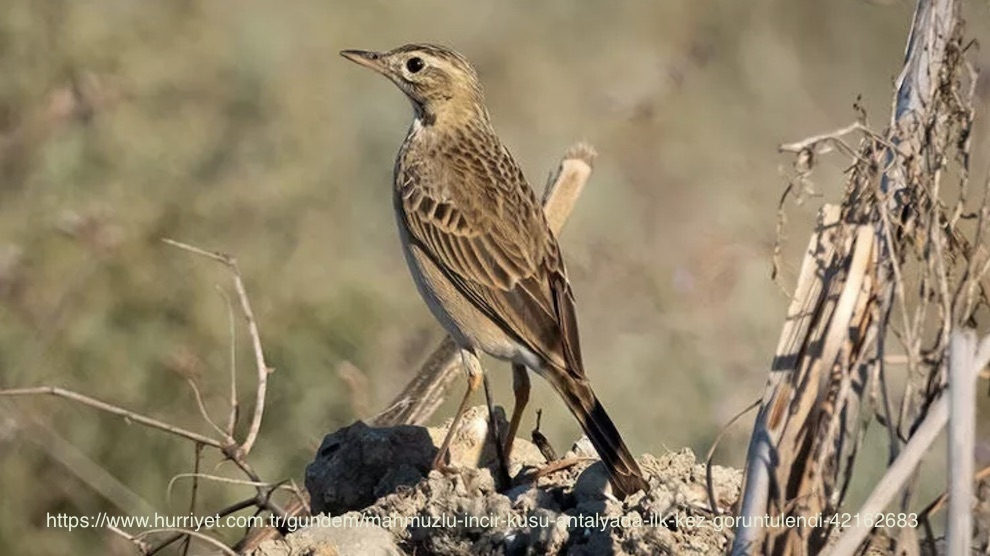 antalya-kus-gozlem-toplulugu-uyeleri-kentte-ilk-kez-\mahmuzlu-incir-kusu\nu-goruntuledi