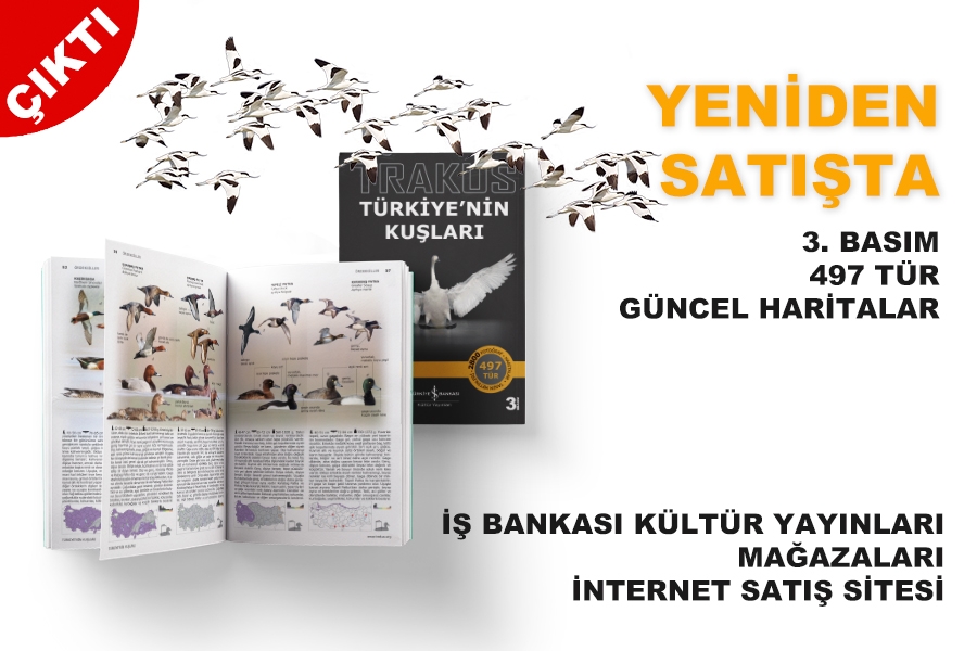 3-basim-cikti