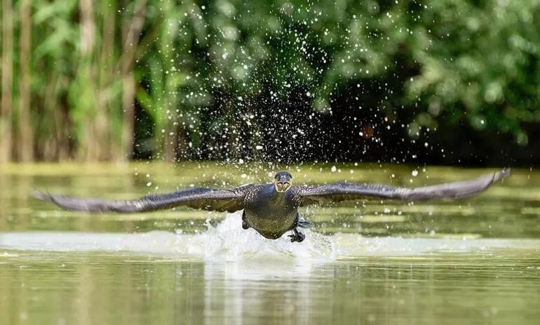 hayran-birakan-kus-cenneti