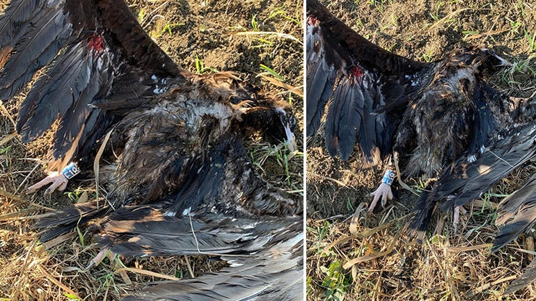 kotu-haber-catalca\dan---