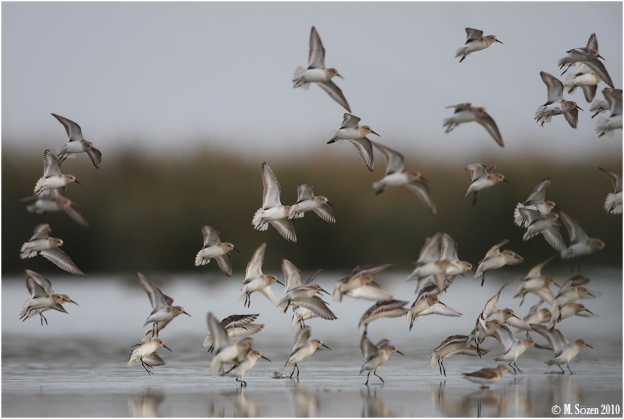 cevre-ve-orman-bakani-kizilirmak-deltasi-kus-cennetine-el-atti-