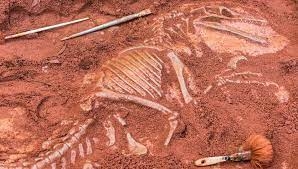 bilim-insanlarini-sasirtan-kesif-kus-benzeri-dinozor-bulundu