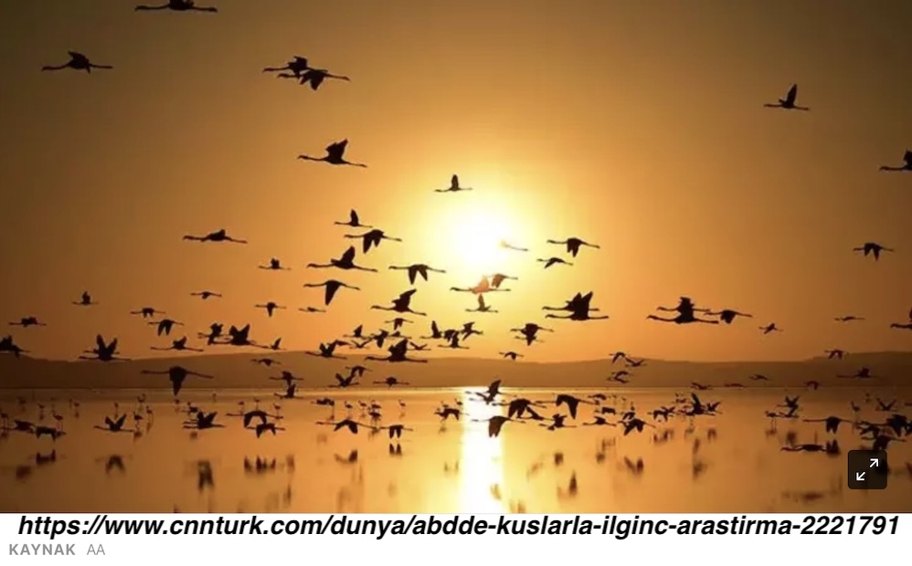 abdde-kuslarla-ilgili-ilginc-arastirma