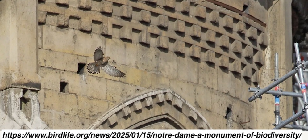 notre-dame-bir-biyocesitlilik-abidesi