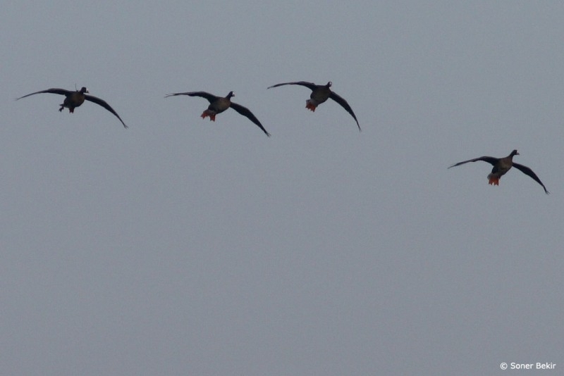 kucuk-sakarca-kazi-ucakla-kandirilacak