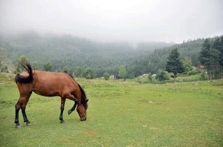yakin-yerlerde-kus-gozlem-ve-doga-kesfi---