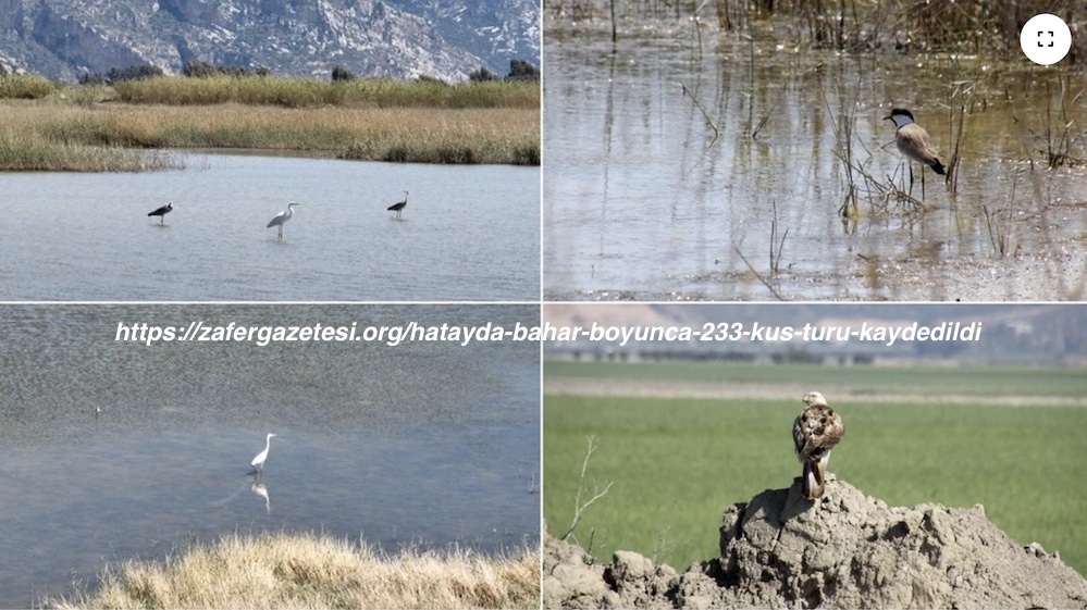 hatayda-bahar-boyunca-233-kus-turu-kaydedildi