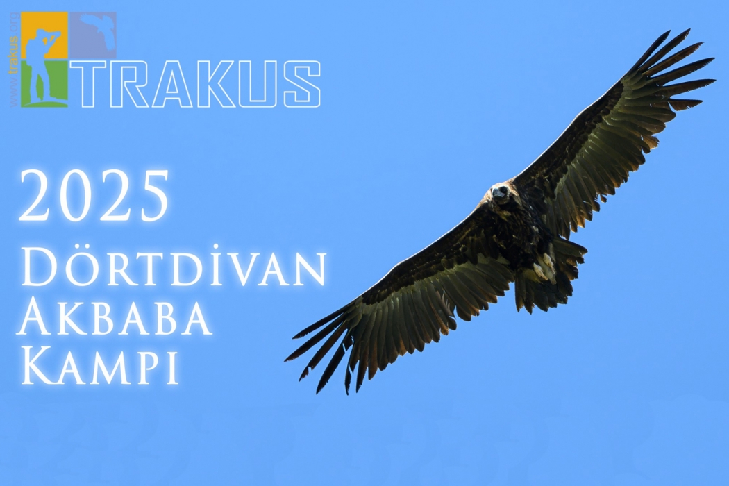 akbaba-kampi-youtube-