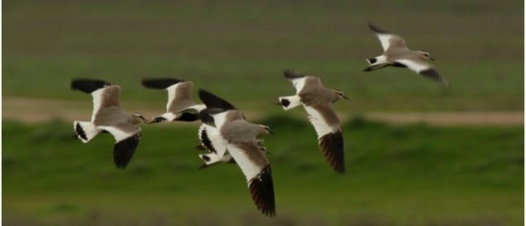 surmeli-kizlar-geliyor!