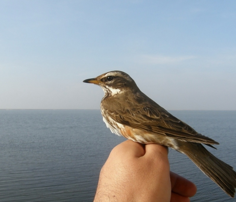 bogazkentte-kus-halkalama-calismalari-