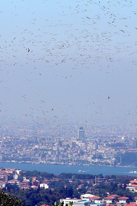 trakus-uyelerinin-leylek-gocu-aciklamasi