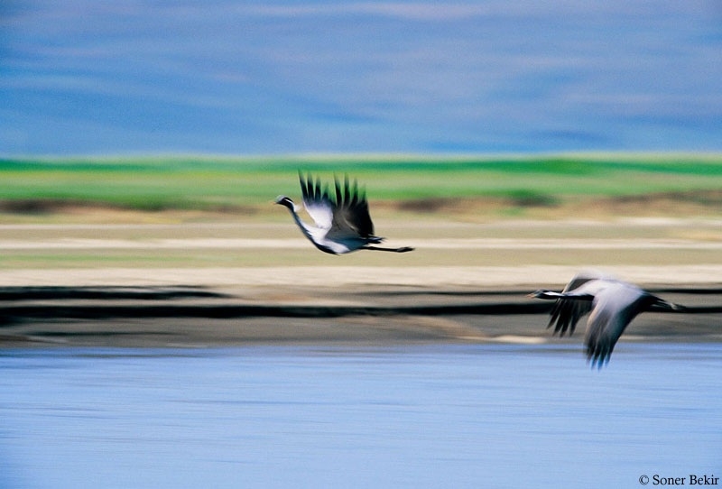 telli-turna-filyosdan-gecerken---