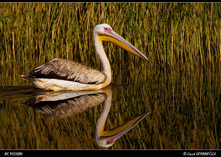 ankaranin-golleri-koruma-altinda