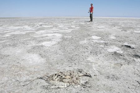 flamingolarin-olumu---