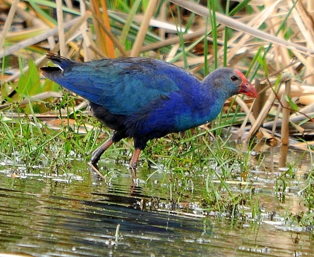 kus-cennetinden-canli-yayin