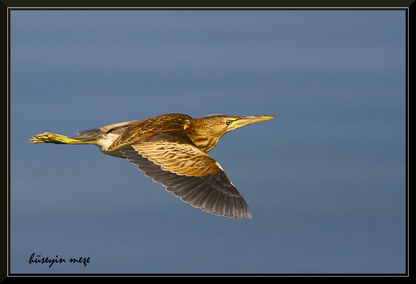 kucuk-balaban-icin-seferberlik