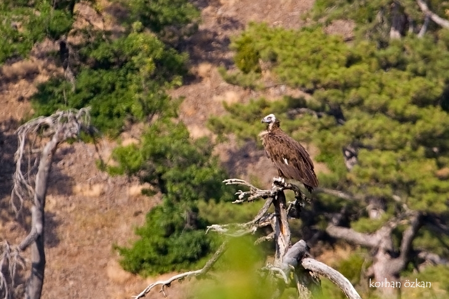 kus-cenneti-yakinda-acilacak---