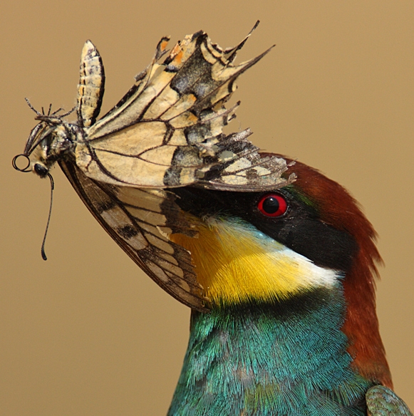 turkiyenin-kelebekleri