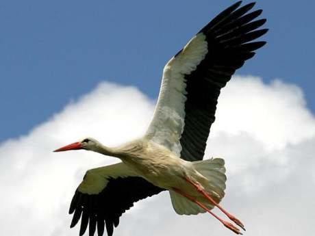 leylekler-beklemede---