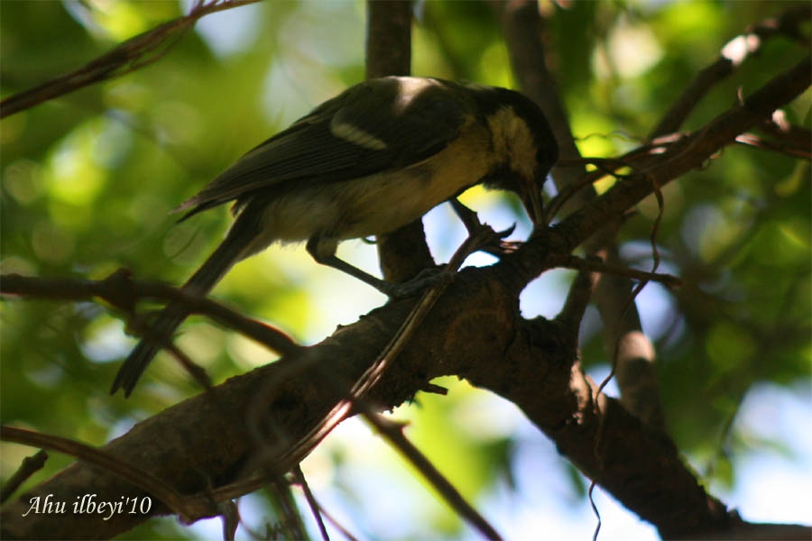 bastankara-ve-ibibik