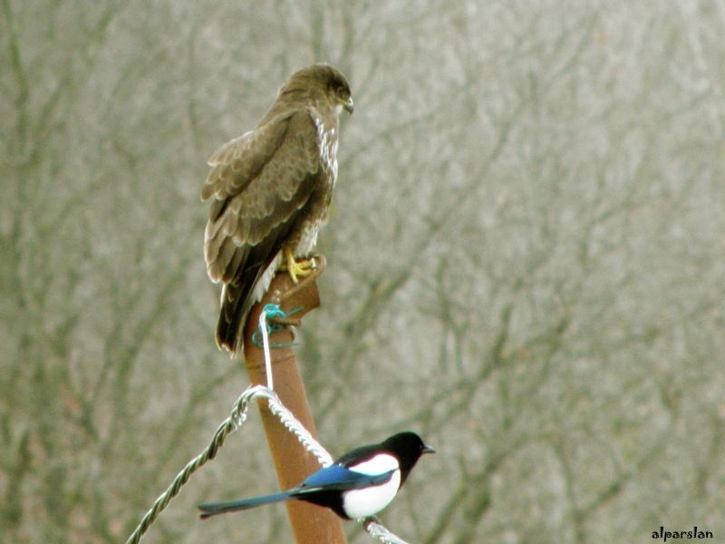 sasirtan-sahin-akisi---