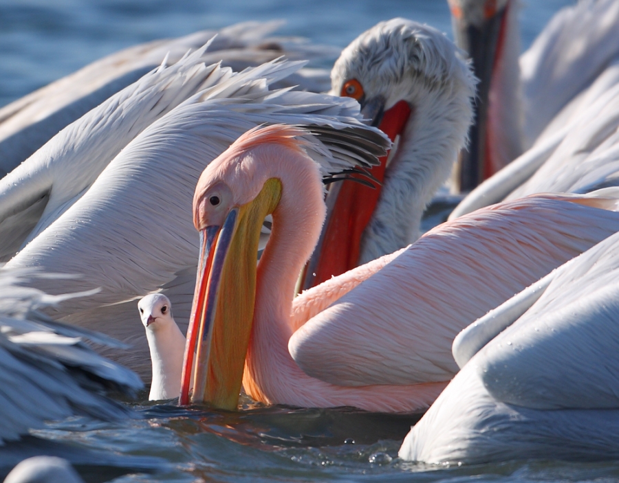 ulubat-golu-marmara-ile-birlestirilecekmis