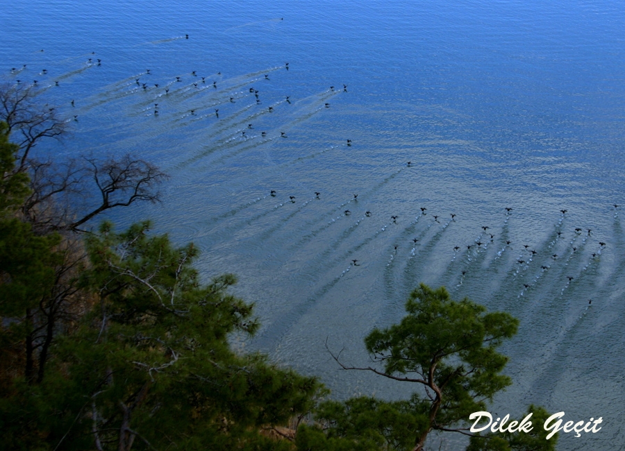 avcilar-koycegize-dadandi!