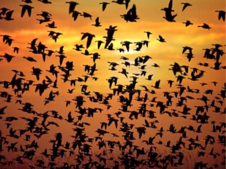 soguk-hava-ve-kuslar---