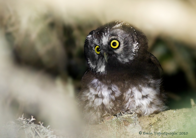 gecelerin-gizemli-efendileri-